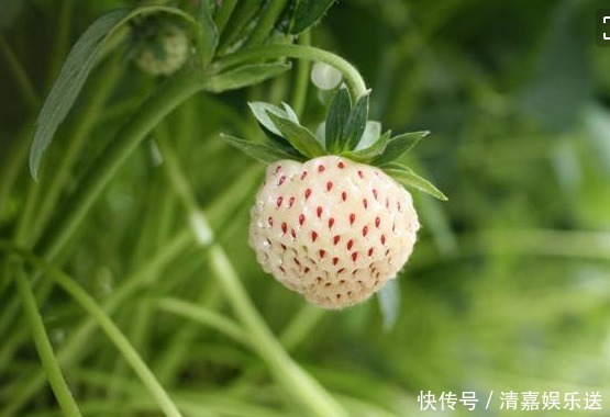 世界上最稀|超稀有的水果,有钱也买不到,菠萝莓