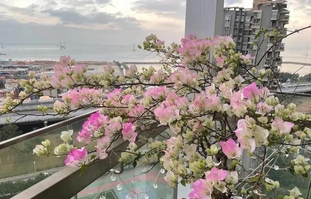 铜钱草|这五种花,就得富养,大肥大水大太阳,长得那叫一个旺