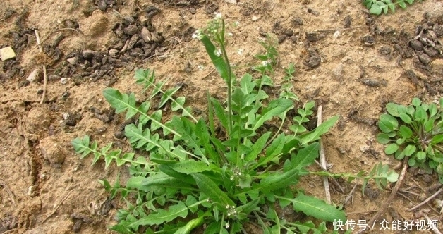 长在地里的野菜,很少一部分人知道这种野草,营养价值却非常高。