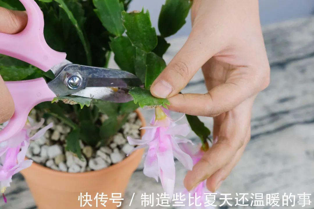 养护蟹爪兰，要注意8个要点，才能开出仙气飘飘花