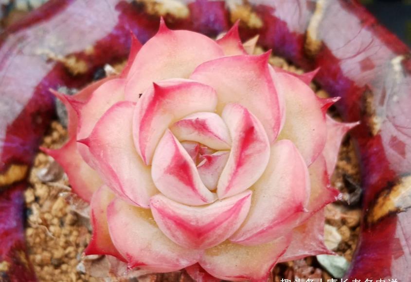 冬美人|还记得你养的第一盆多肉吗?是不是第一次看到多肉就爱上了它们?