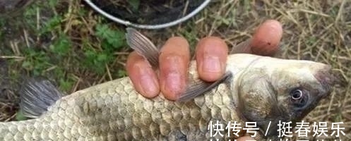 小鱼|小鱼闹窝?野钓用这几招,中钩的都是大板鲫