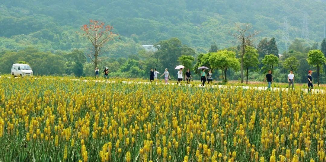 忘不了的乡愁：“十里蒜溪景”“百年南洋风”