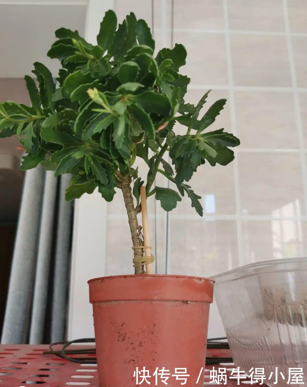 牡丹|这现在不能换盆的花,土一松就没命,白养大半年