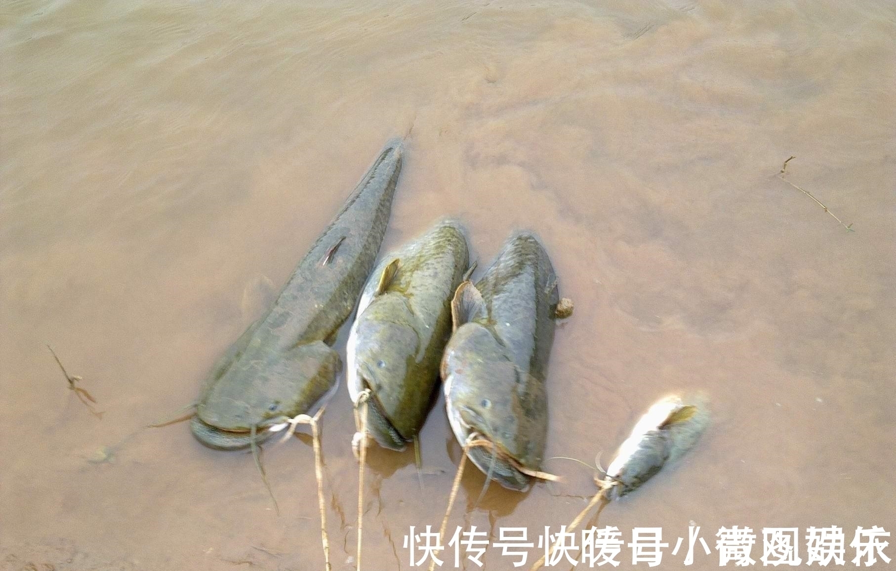 钓友|它比蚯蚓还好用,如果你想钓鱼比别人钓的多,请花1分钟耐心看完