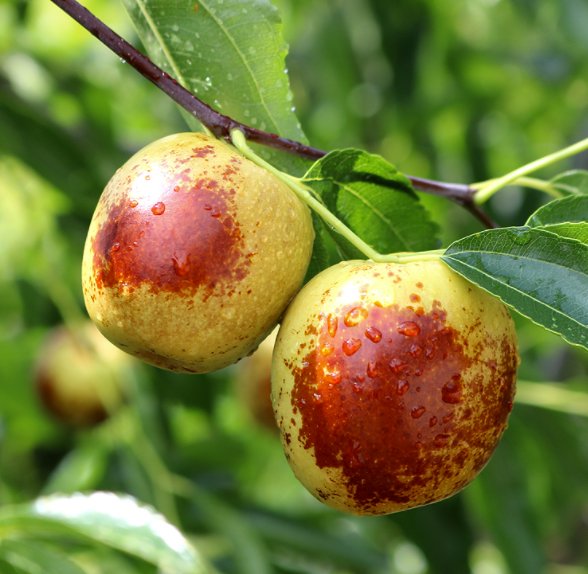 粳米|“秋来红枣压枝繁”大枣解郁粥助你补脾安神