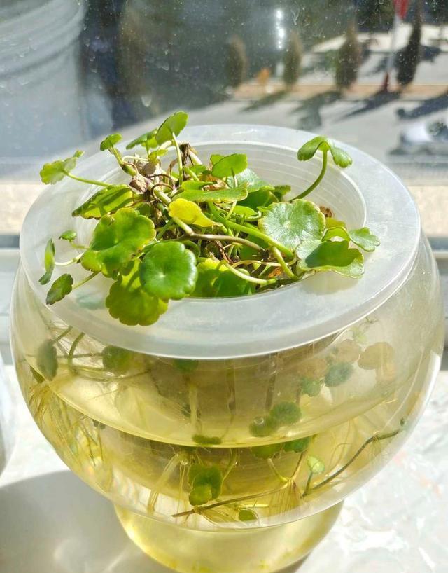 春季养铜钱草,记住9个字,长势快,绿叶多,新手也能养爆盆