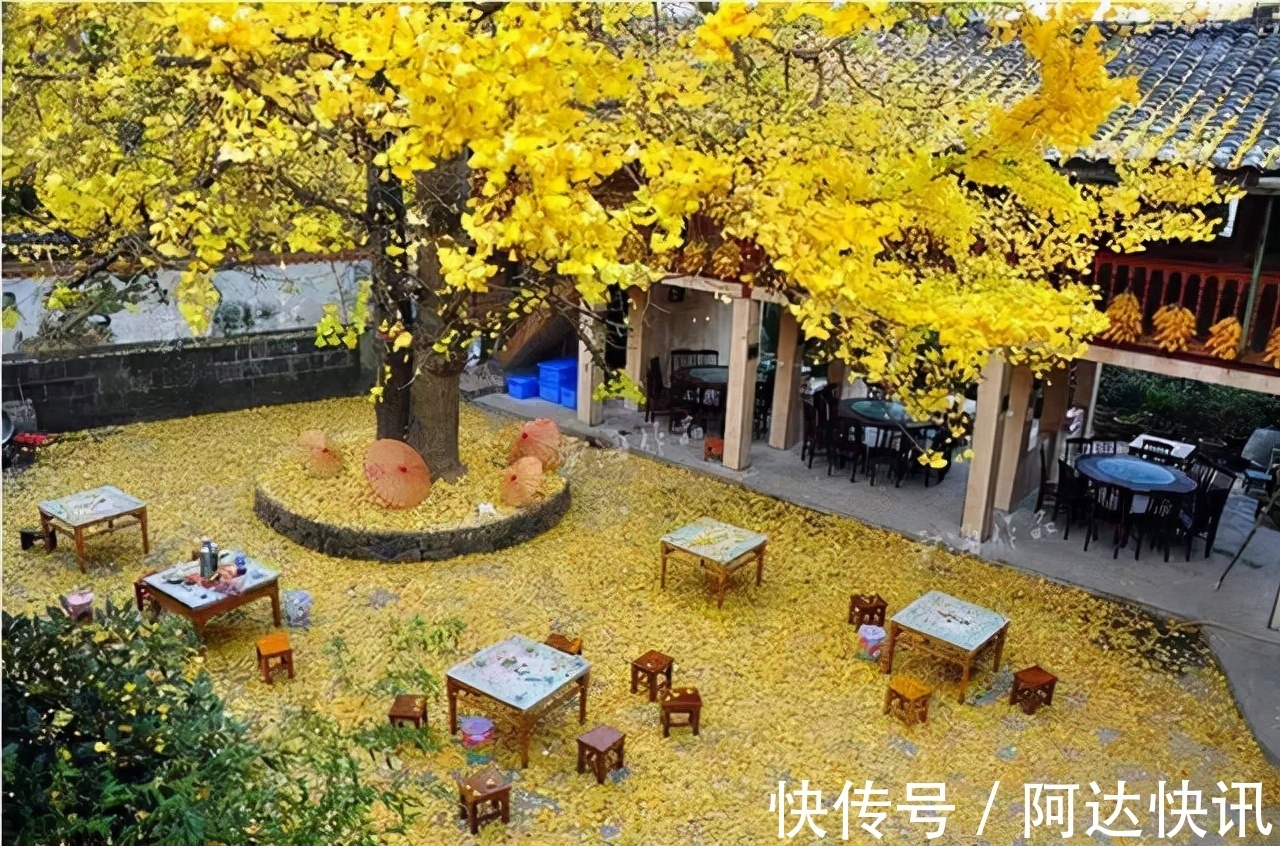 罗汉松|6种“吉祥树”,有地方建议种一棵,能吃能观赏,旺财镇宅样样行