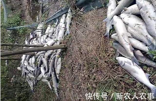 安徽一养殖鱼塘一夜翻白,大小鱼儿无一幸免,塘主:得罪了钓鱼人