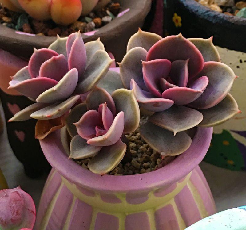 新手养多肉,常犯几种错误,难怪始终长不出状态