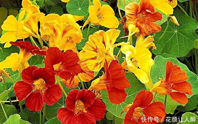 1种花,叶子精致花朵娇艳,香气浓郁全年开花,轻松阳台变花海