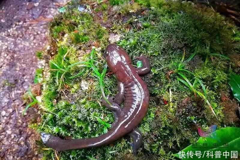 四不像|数千只＂沙币＂被冲上海滩死亡！沙币究竟是个什么动物？科普一下