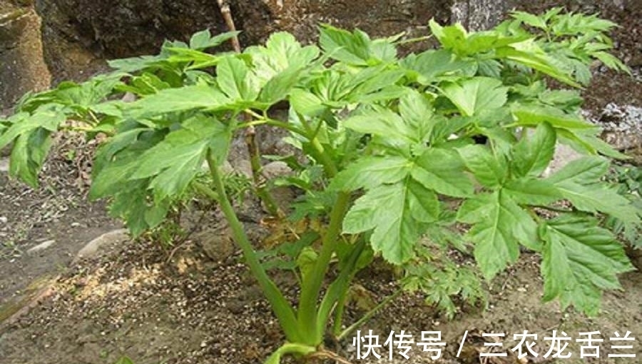 植物|农村一野植,不仅是农民眼中的上好野菜,还能用来降血压