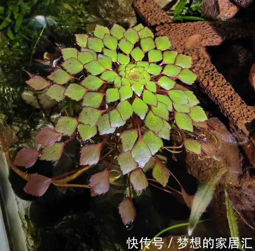 10种花太能喝水，一天一瓢水，7天爆满缸