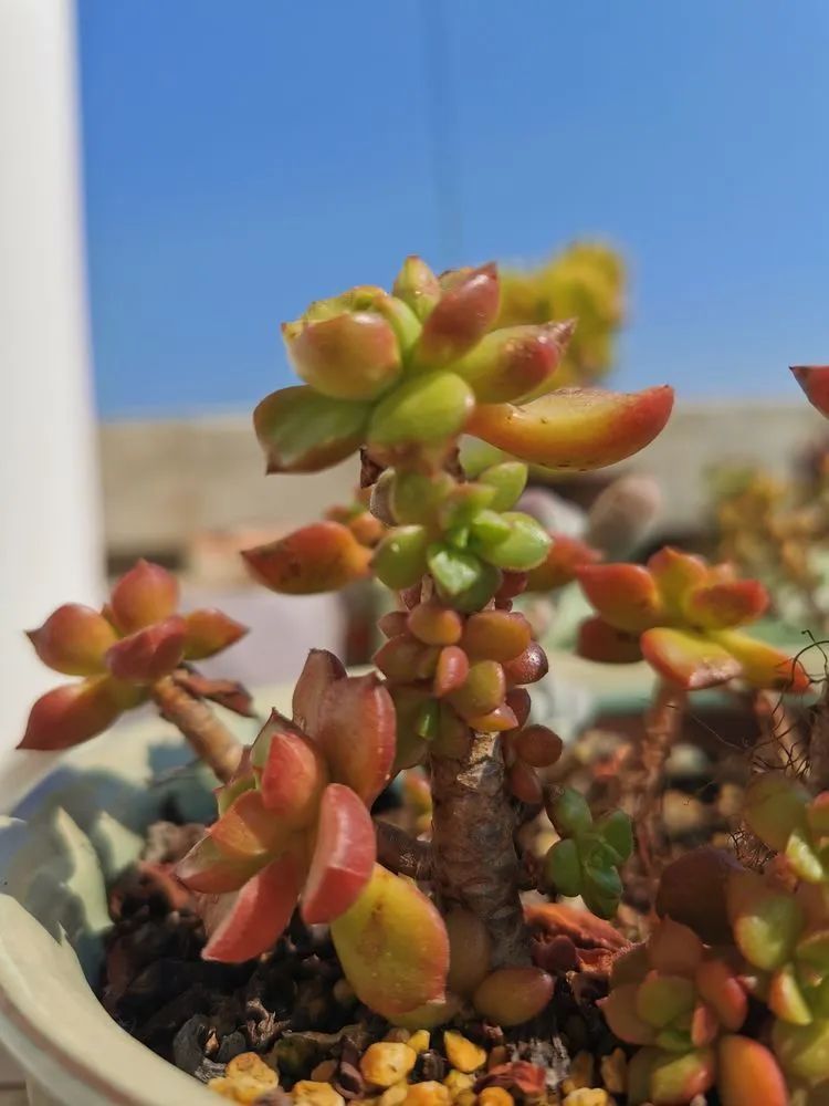 黛比|佛系养肉人生活明朗，多肉可爱，唯适者生存！