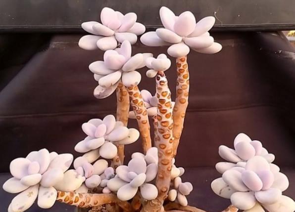 夏天|6种多肉养活容易养死难,夏天晒太阳淋淋雨,轻松养成小老桩