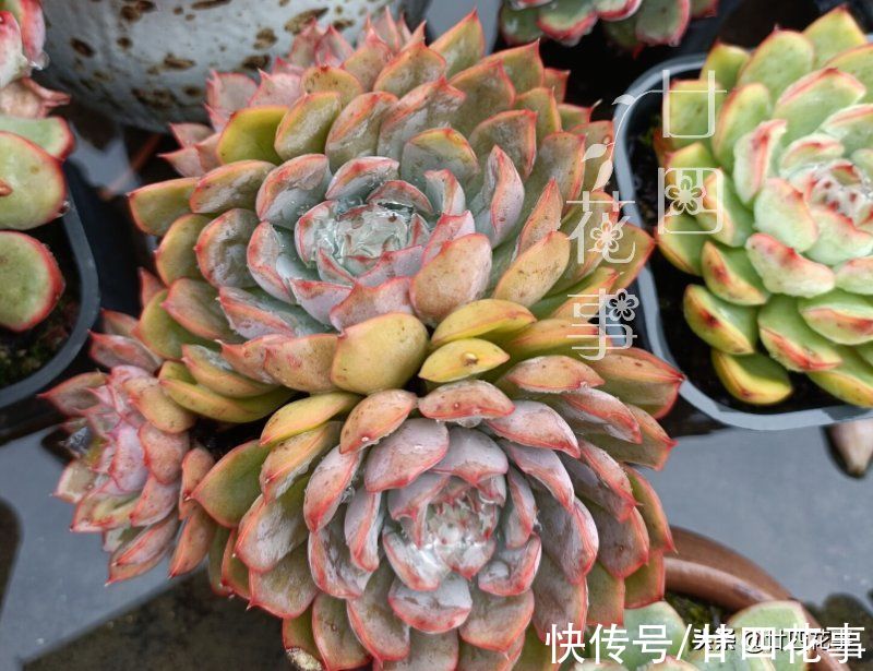 新手养多肉不会浇水？1个小技巧，看一看捏一捏，轻松控水出状态