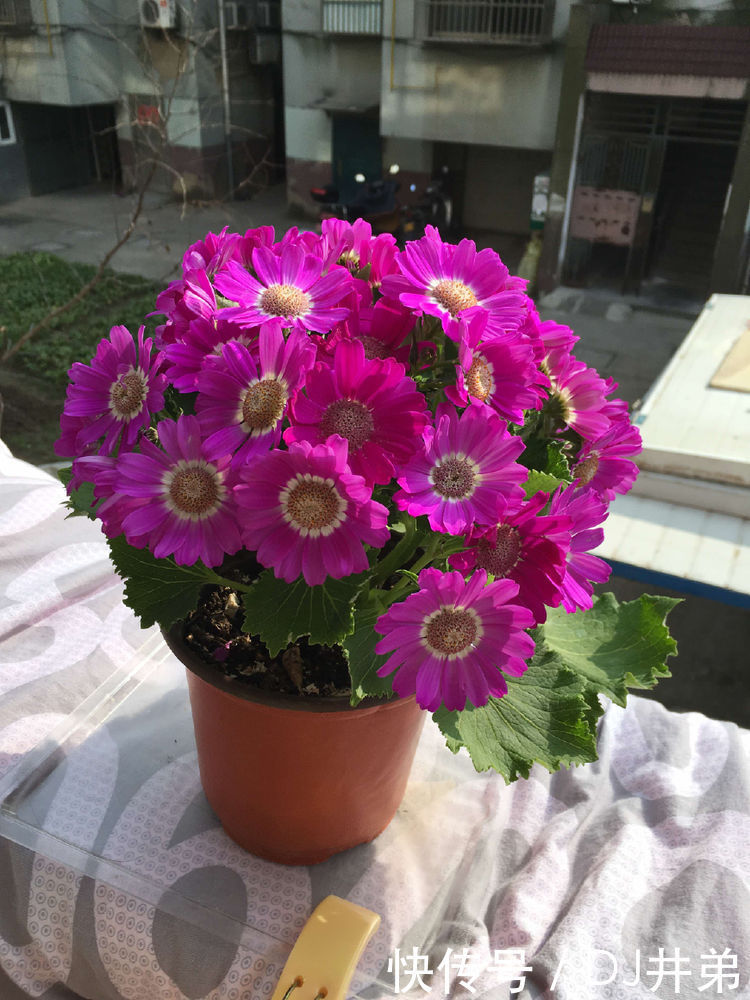 超漂亮的5种花,长势好、花色艳,一个月不浇水越长越旺