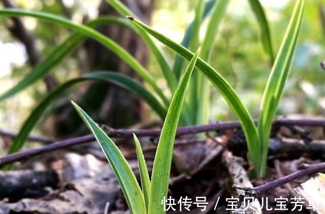 兰花喜酸还是喜碱?很多兰友虽明白,却都做错了