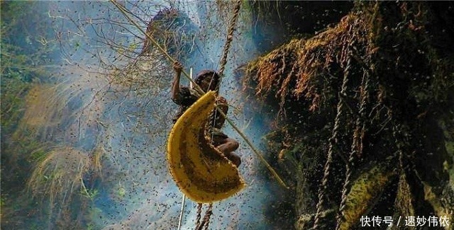 喜马拉雅山采蜜人:雪山蜜只供尼泊尔皇室享用,5倍价格都不卖