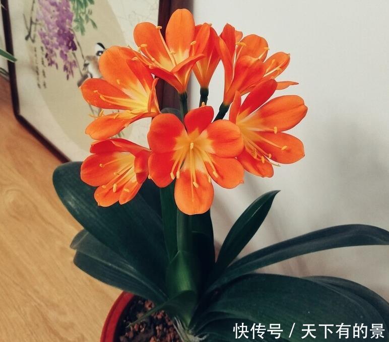 “春不出，夏不晒，秋不干，冬不湿”，君子兰的四季莳养