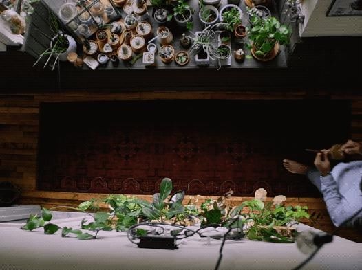 这位“奇葩”大胡子男人，不仅与猫狗同居，还与300株植物同居