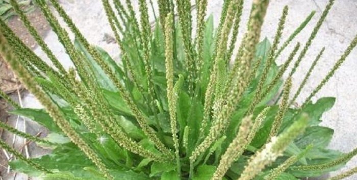 养生|车前草虽小,养生大功效多吃的顶级妙用,只有老中医才知道