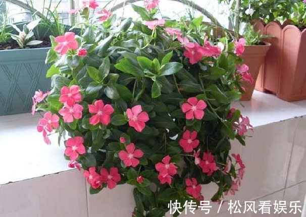 适应能力|长春花这样修剪，花越来越多，开成花球太惊艳，邻居红了眼
