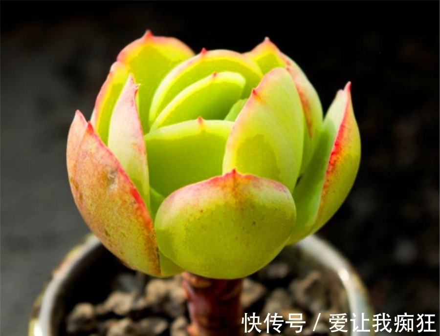 多肉碧桃成了阳台最美的风景,晶莹剔透成老桩,金黄碧绿总相宜