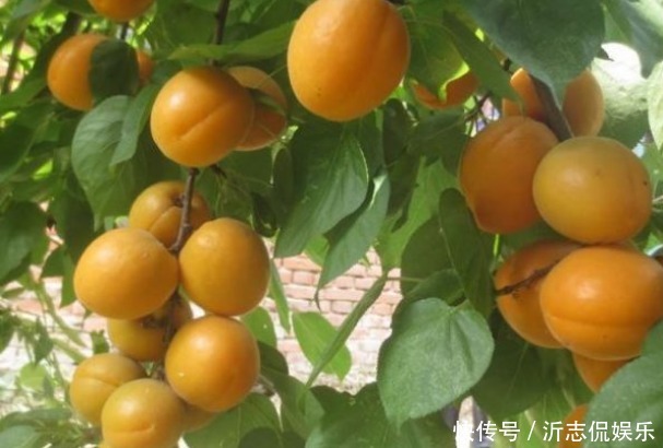 樹體|杏光澤肌膚、養(yǎng)顏美容,農(nóng)民種植掌握病害防治,收獲高產(chǎn)優(yōu)質(zhì)杏子