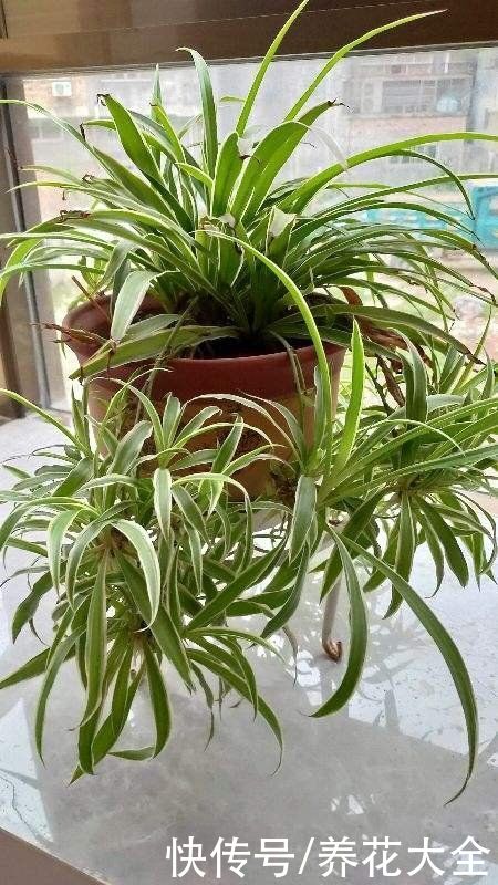 打理|2种花就是精心打理长不好，爱答不理很茂盛，花要贱养