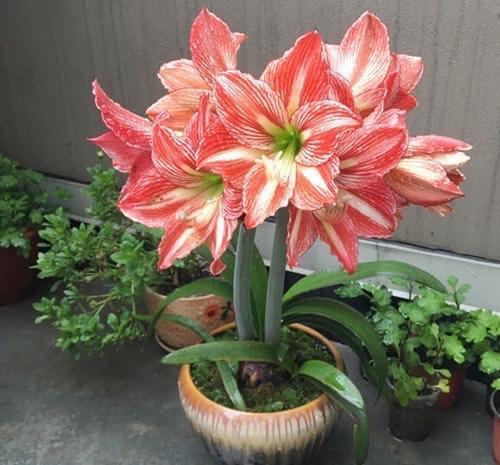 朱顶红迟迟不开花?了解它的喜好,催出花苞绽放群花!