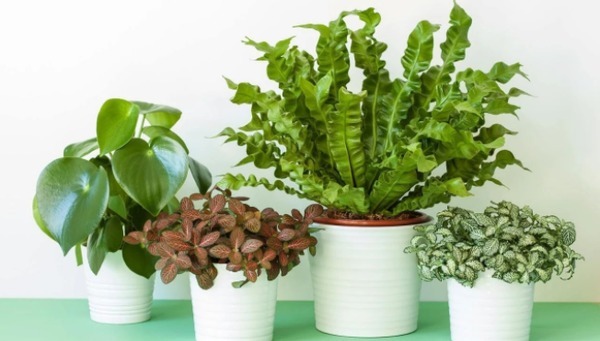 别再烦恼养花养不好了,用这3款“营养水”,叶绿开花多长得旺