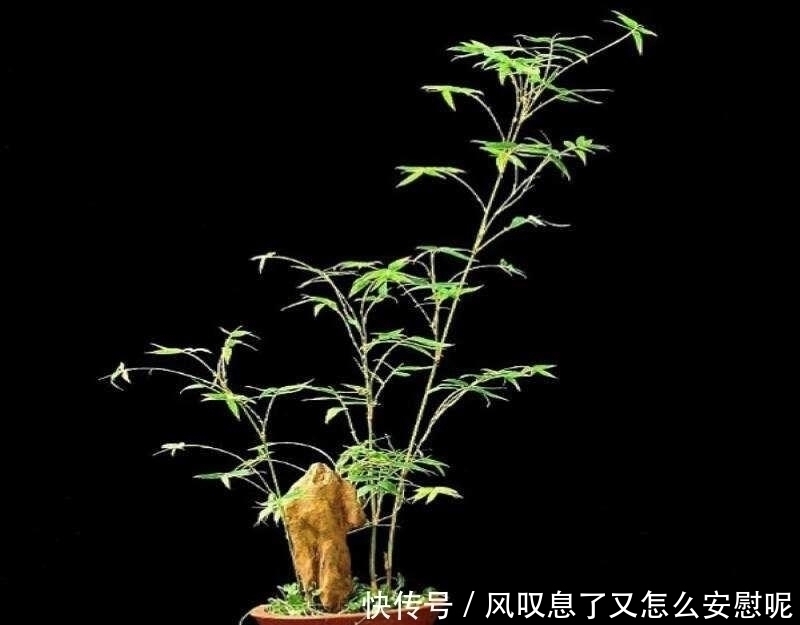 花盆|没有院子养不了竹子错,这种竹子养在桌上,比花还好看