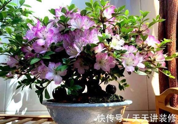 发财树|公认“不好养”的3种花，没有一定的养花经验，别贸然入手