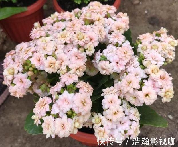 修剪完长寿花该怎么善后做好这4项工作,一茬接一茬开花