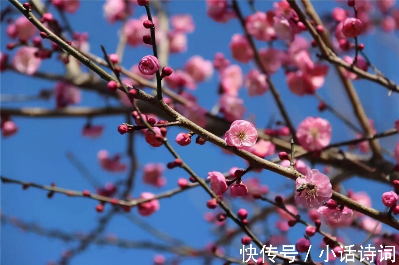 词人@姜夔在苏州赏梅时,一连写下两首咏梅词,为何都能好评如潮?