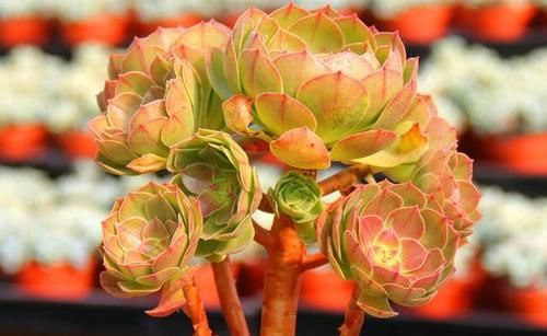  室内|多肉植物法师应该养殖在室内还是室外？一起看看你就知道了！