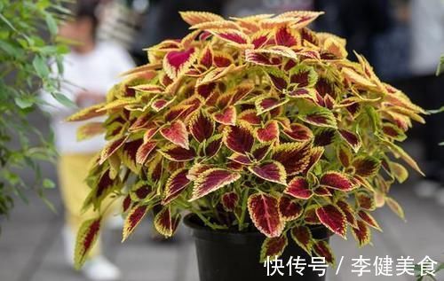 养花:因为土壤呈碱性而引发黄叶问题,就该用这几样“水”解决