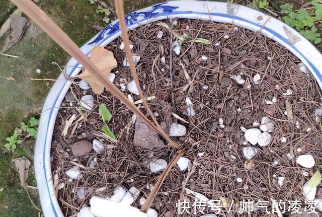 新手养兰，兰花的五种“S法”