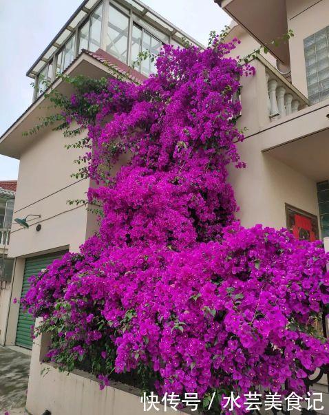 盛宴|家里放这8种花,简直是视觉的盛宴,带给你的感受也是不一般