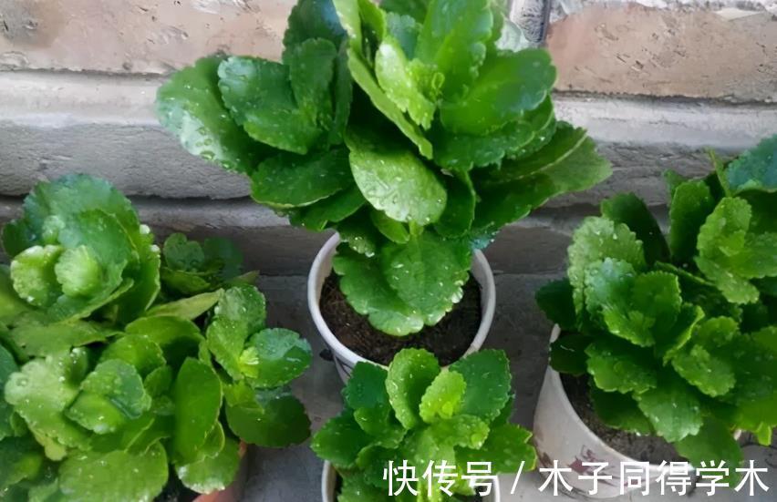 小技巧|养长寿花的3个小技巧，你全知道吗？每个达到的目的都不同