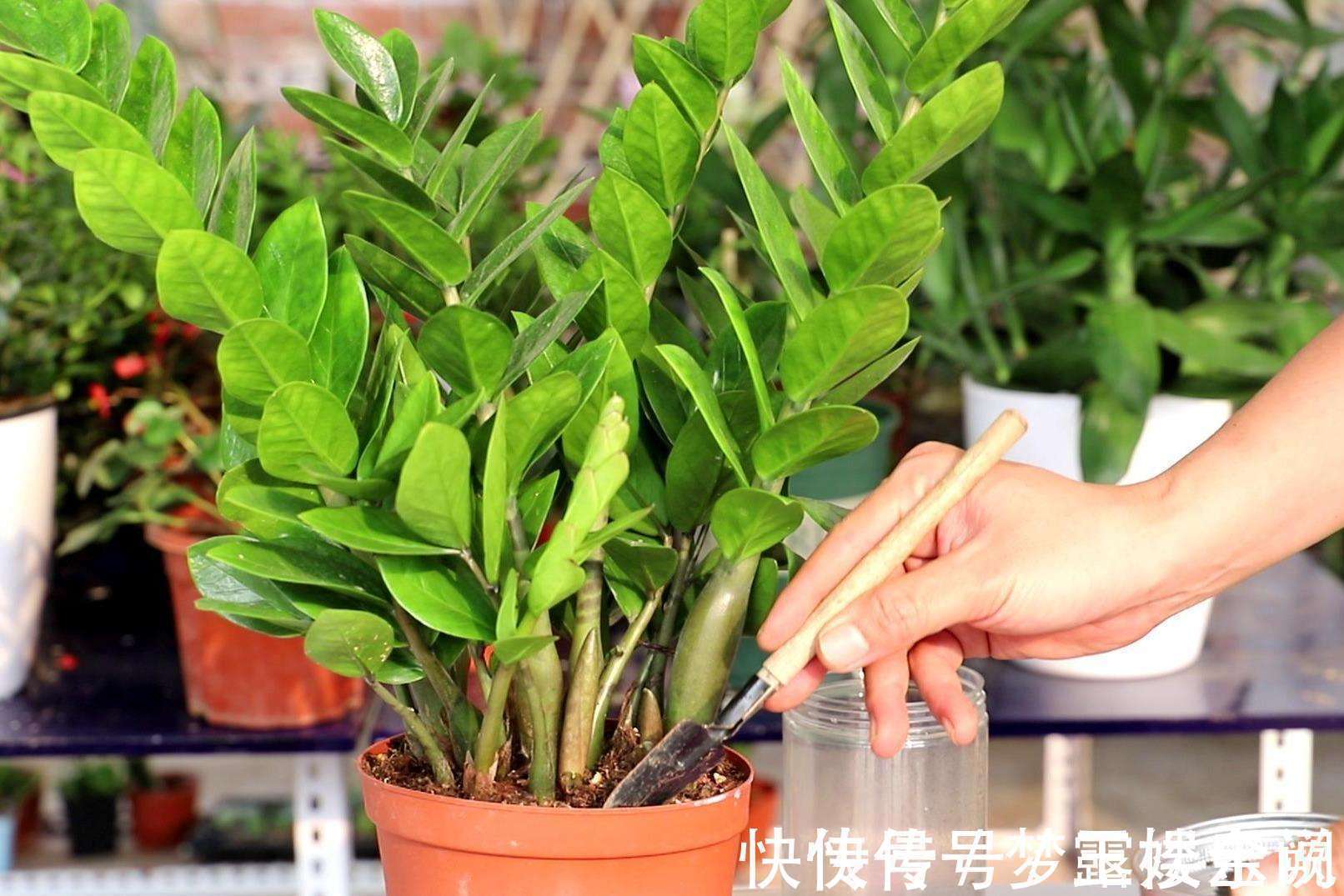 沙漠玫瑰|家里养6种花,把水浇得勤快了,容易烂根、黄叶,需要当心