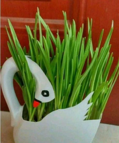 家里的小瓶、小罐别扔了，拿来养花，真是太养眼了！