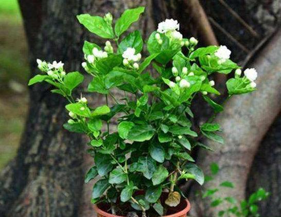 养茉莉花，用什么“土”最合适，特别是新手，这一点一定要注意