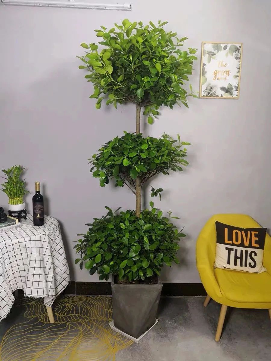 八种命里带“钱”的植物，家里养一盆，招财又旺运，你家养了几种