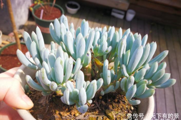 超级皮实,可以直接地栽,养成老桩以后非常有韵味的多肉——蓝松