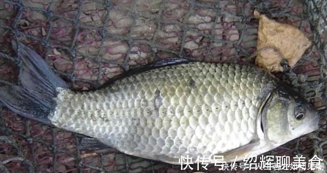空竿率|野钓鲫鱼顿口不停却空竿不止,一个小招数,马上开始连杆实口