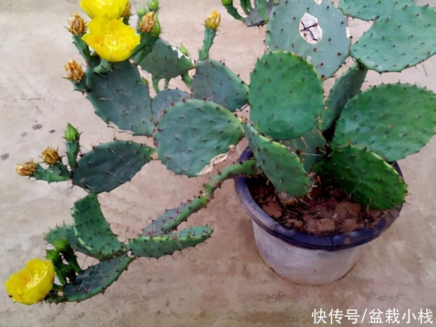 铜钱草|懒人花卉有哪些?6种花撒手养!关键还好看