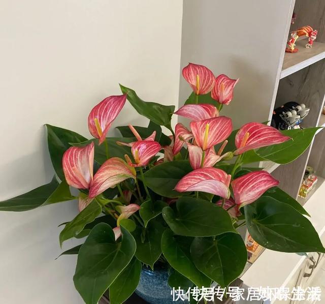 高手|高手都不用自来水浇花,用这3种水,叶片水灵灵,花朵娇艳艳